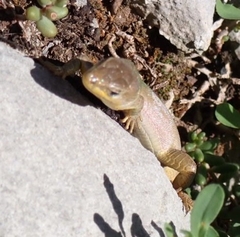 Podarcis melisellensis