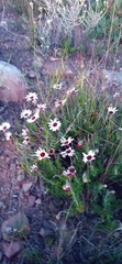 Ursinia pilifera