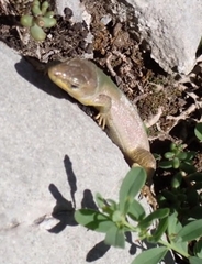 Podarcis melisellensis