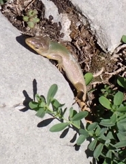 Podarcis melisellensis