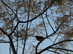 Campylorhynchus gularis