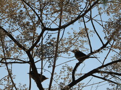 Campylorhynchus gularis