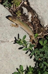 Podarcis melisellensis