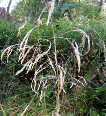 Deschampsia cespitosa