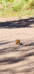 Tamiasciurus hudsonicus