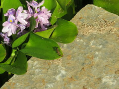 Sceliphron caementarium
