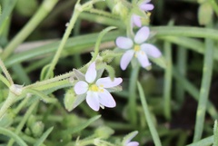 Spergularia marina