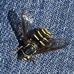 Chrysotoxum