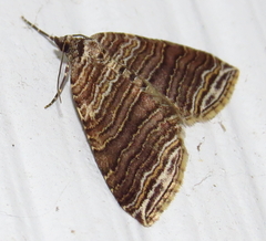 Anticlea multiferata