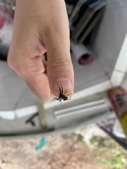 Araneae