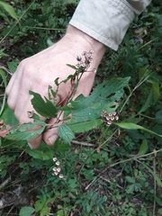 Ceanothus americanus