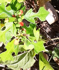 Ocyptamus fuscipennis