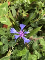 Centaurea montana
