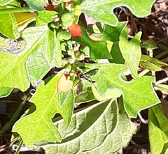 Ocyptamus fuscipennis