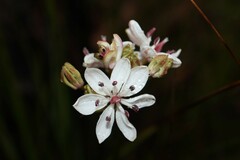 Burchardia umbellata