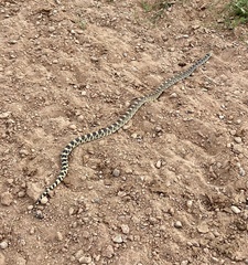 Pituophis catenifer sayi