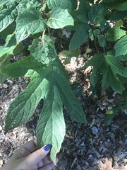 Hydrangea quercifolia