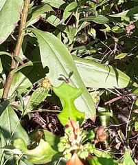 Ocyptamus fuscipennis