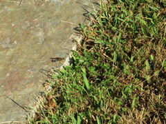 Sceliphron caementarium