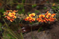 Dillwynia sericea