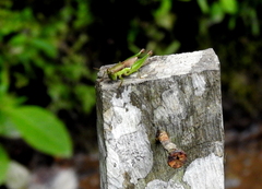 Pseudoxya diminuta