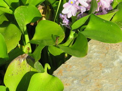 Sceliphron caementarium