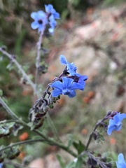 Cynoglossum amabile