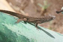 Anolis sagrei