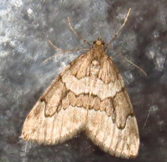 Thera juniperata