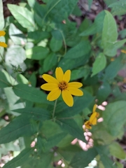 Wedelia hispida