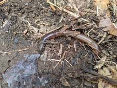 Lumbricus