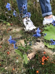 Cynoglossum amabile