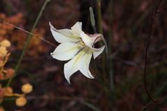 Gladiolus tristis