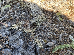 Selaginella densa