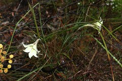 Gladiolus tristis