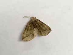 Calyptra canadensis
