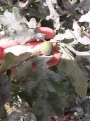 Andricus conglomeratus