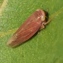 Idiodonus cruentatus