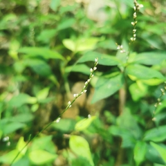 Persicaria posumbu