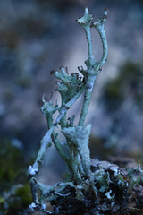 Cladonia verticillata