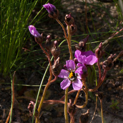 Drosera pauciflora