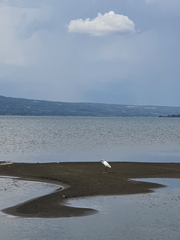 Egretta garzetta