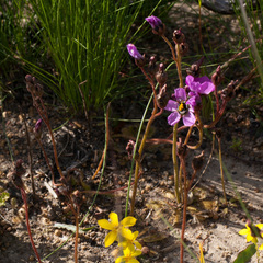 Drosera pauciflora