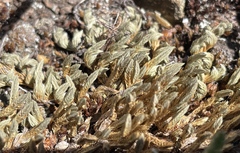 Selaginella densa