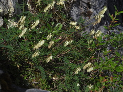 Hedysarum sulphurescens