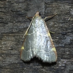 Hypsopygia binodulalis