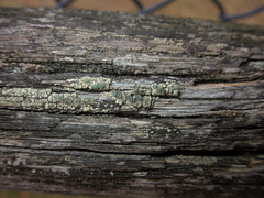 Lecanoromycetidae