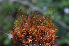 Tetraphis pellucida