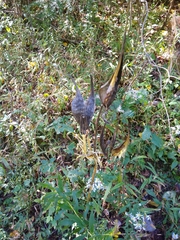 Asclepias tuberosa