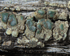 Lecanoromycetidae